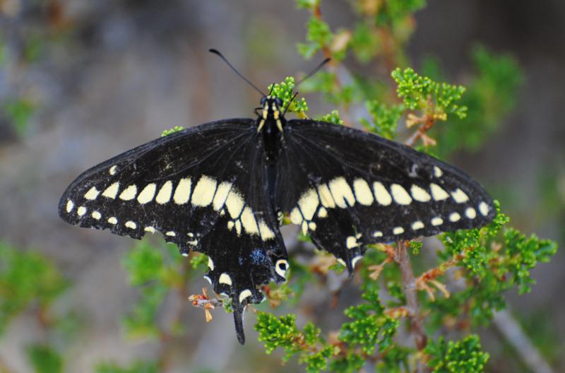 USA - Identificazione farfalla